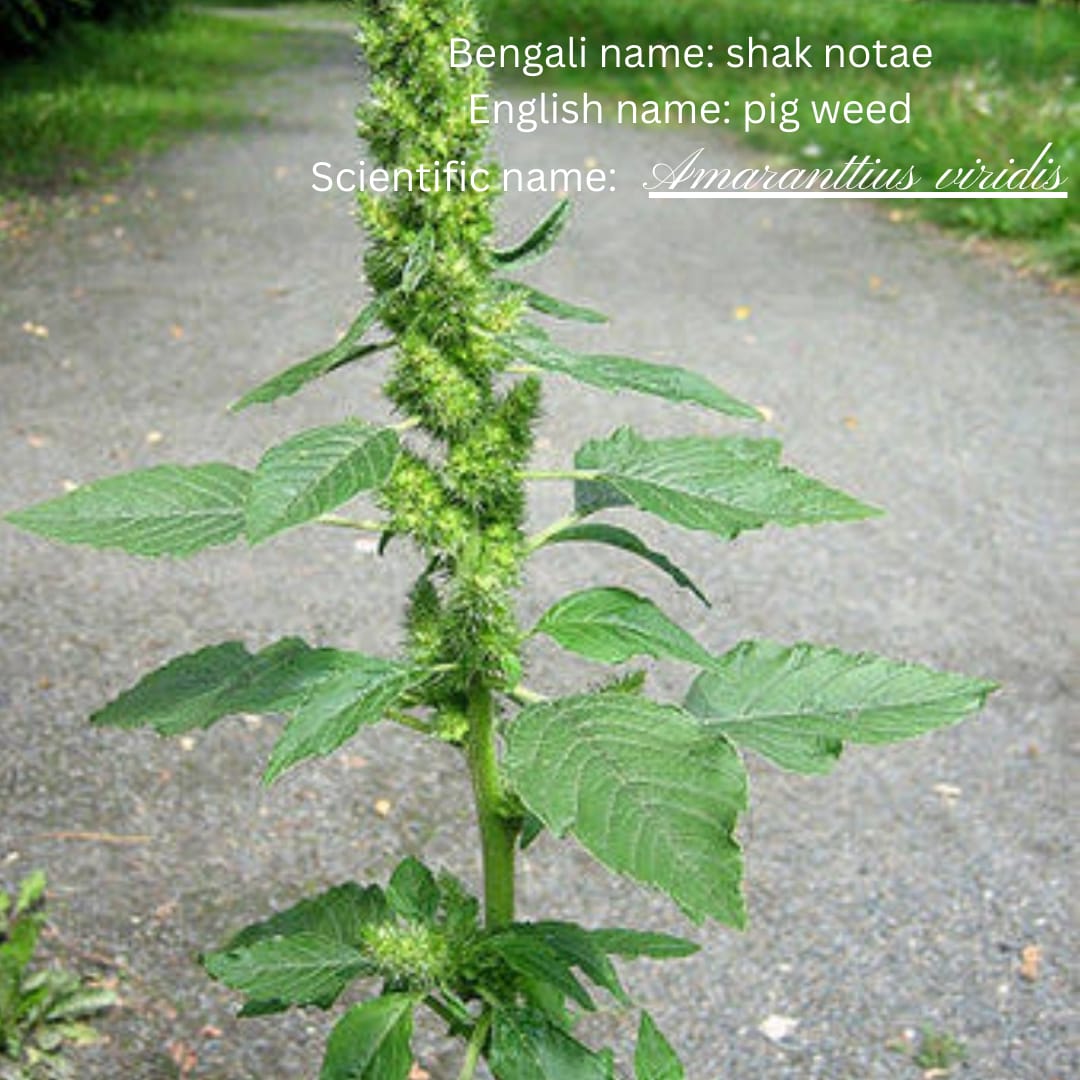 Shak Noate